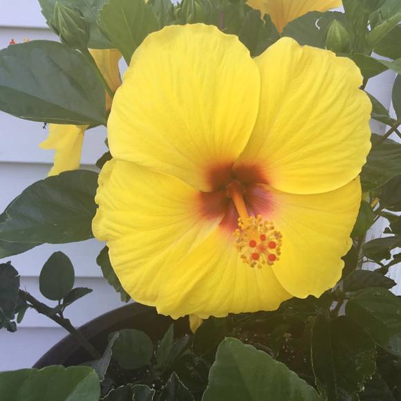 Meet your Posher, Kim - Picture 1 of 1